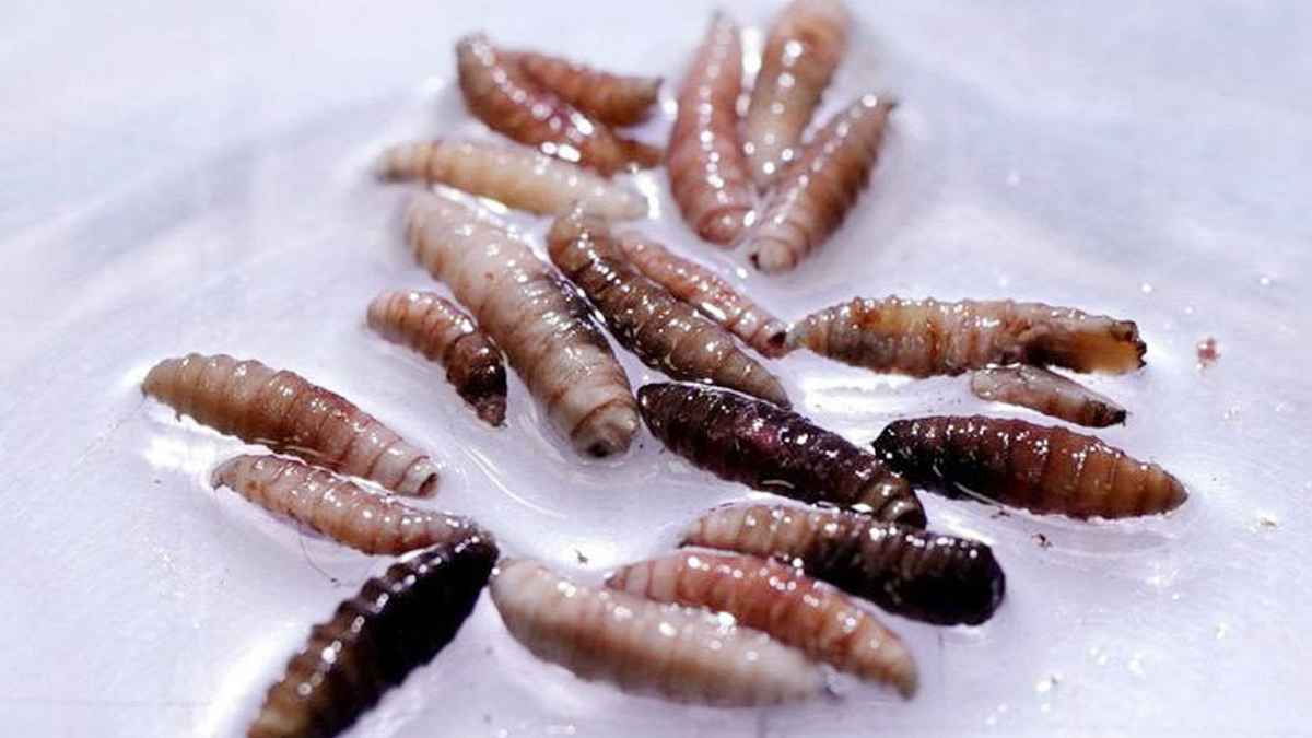 যুক্তরাষ্ট্রে মানুষের শরীরের মাংসখেকো পরজীবী শনাক্ত