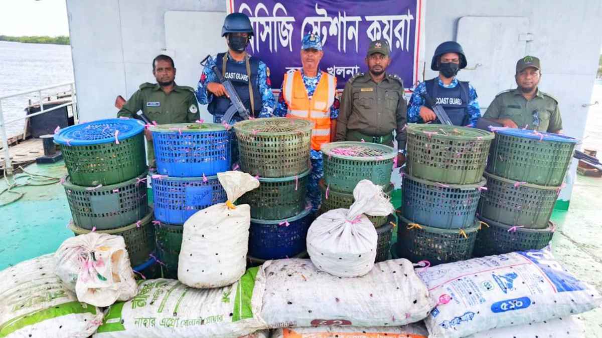 সুন্দরবনে কোস্টগার্ডের অভিযান, সাড়ে ৩ লাখ টাকা মূল্যের কাঁকড়া জব্দ