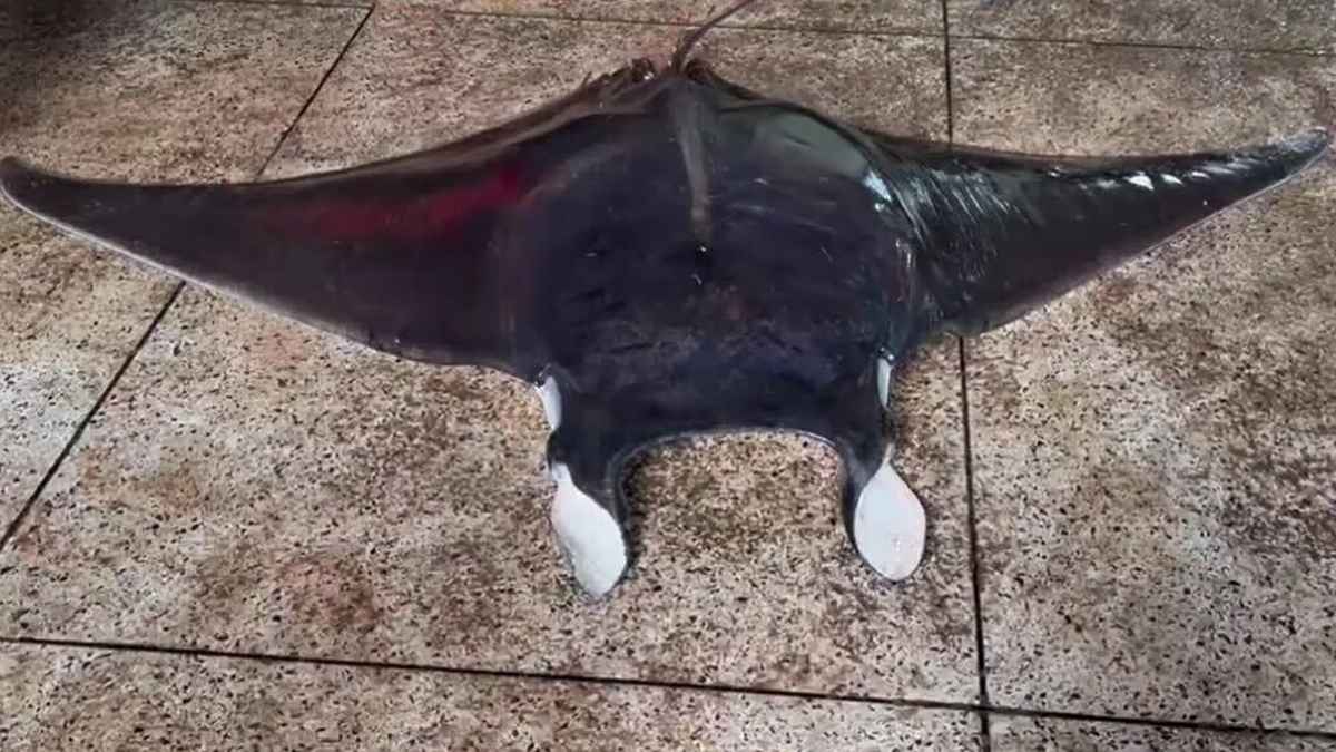 জেলের জালে ধরা ২০ কেজির বিরল বাদুড় মাছ