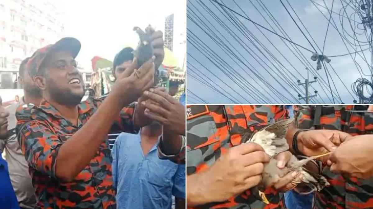 বৈদ্যুতিক তারে আটকে পড়া পাখি উদ্ধার করলো ফায়ার সার্ভিস