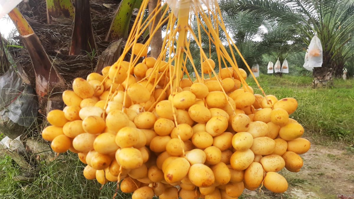 nur_alam_2 nur_alam_2