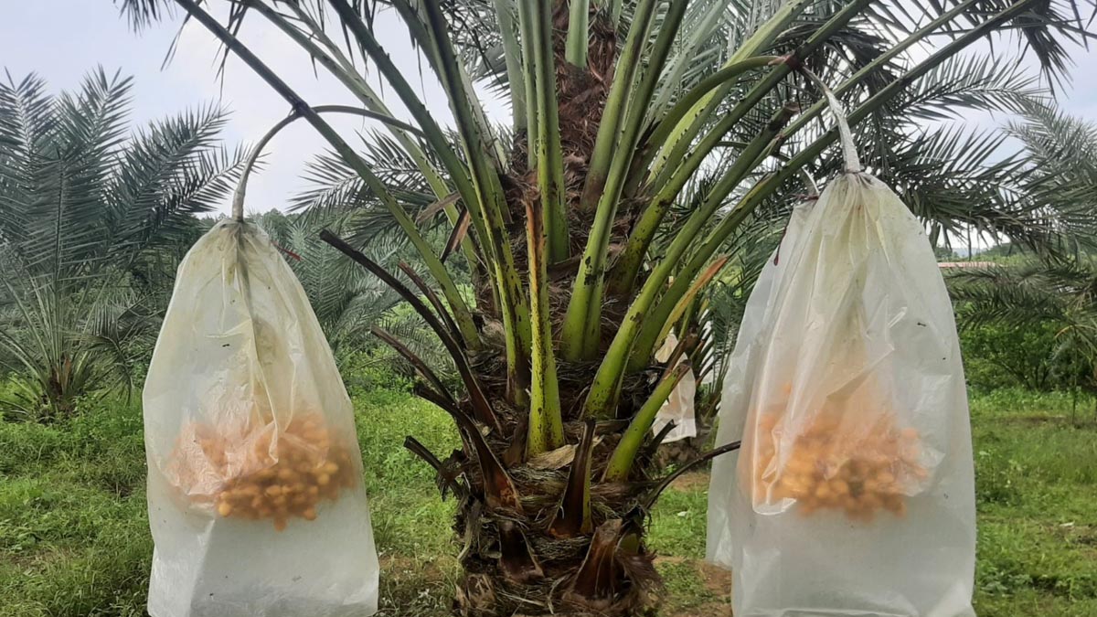 nur_alam_3 nur_alam_3