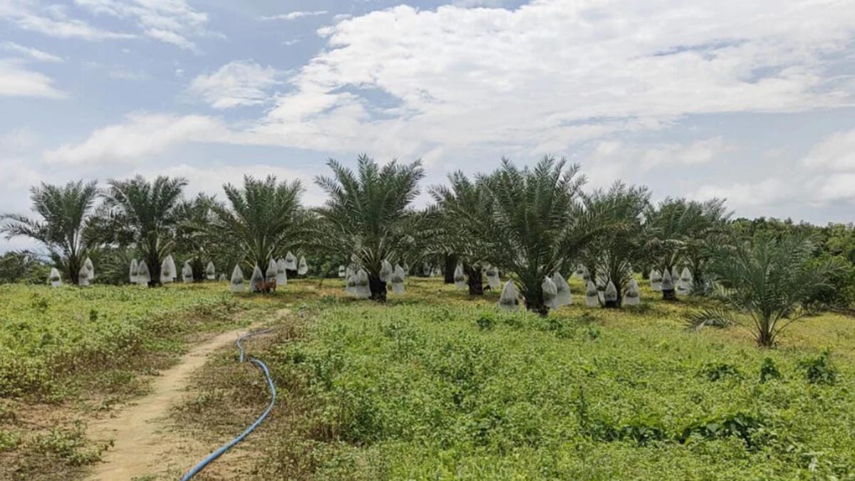 nur_alam_5 nur_alam_5