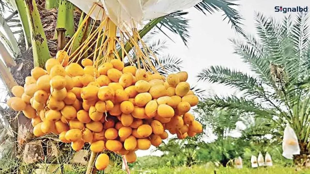 nur_alam_6 nur_alam_6