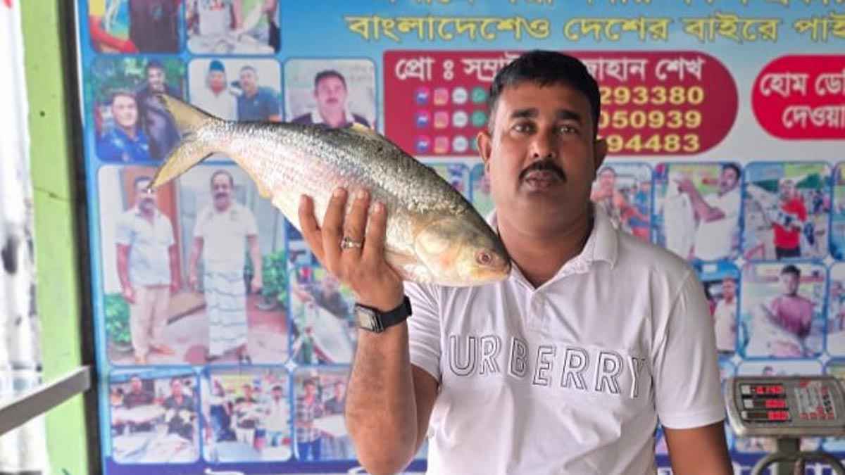 ২ কেজি ৪০০ গ্রামের এক ইলিশ বিক্রি হলো সাড়ে ১২ হাজার