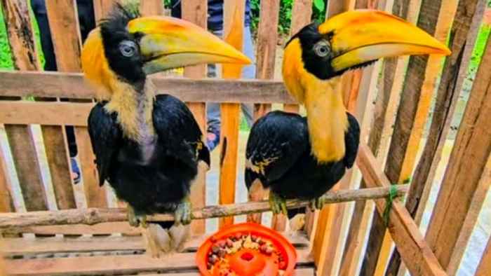 সাফারি পার্কে দর্শনার্থীদের মুগ্ধ করছে রাজধনেশ পাখি