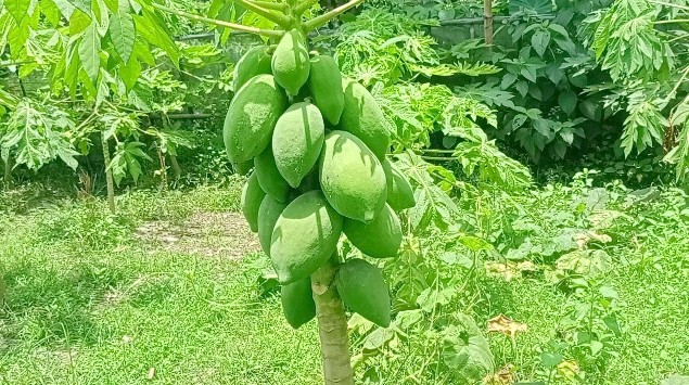 thumbnail_Dinajpur_-2