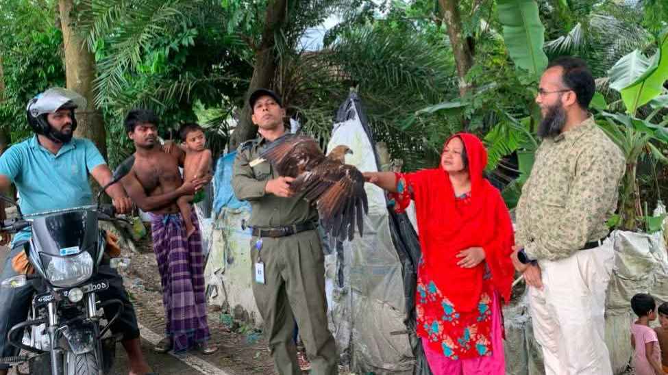 কুড়িয়ে পাওয়া চিলছানাকে সন্তানের মতো লালন-পালন করেন ঝুমুর