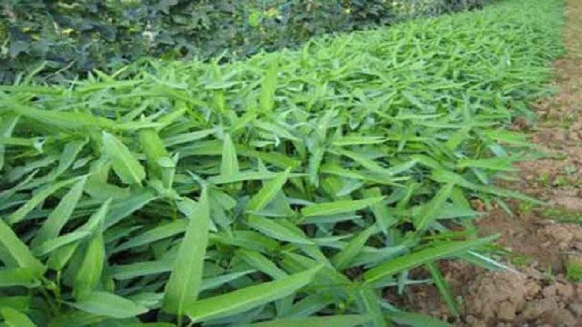 thumbnail_Habiganj_Pic-78