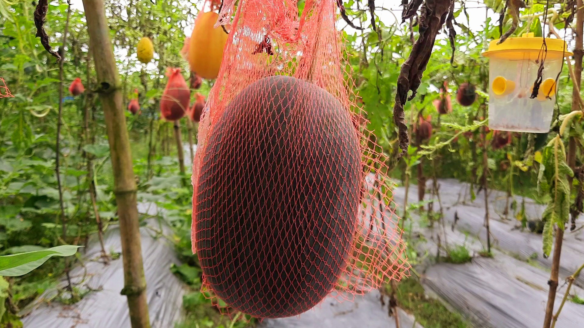 thumbnail_Habiganj_Pic-81