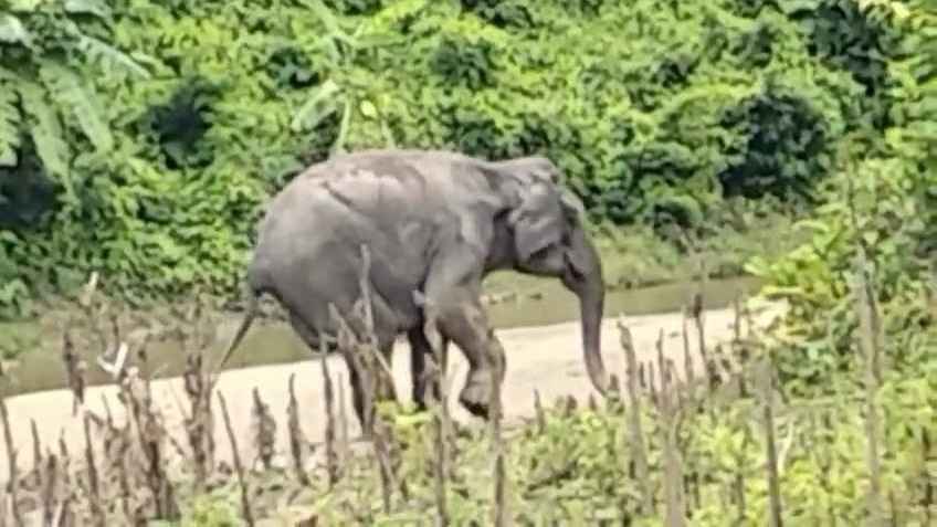 বান্দরবানে স্থলমাইন বিস্ফোরণে বন্যহাতি আহত