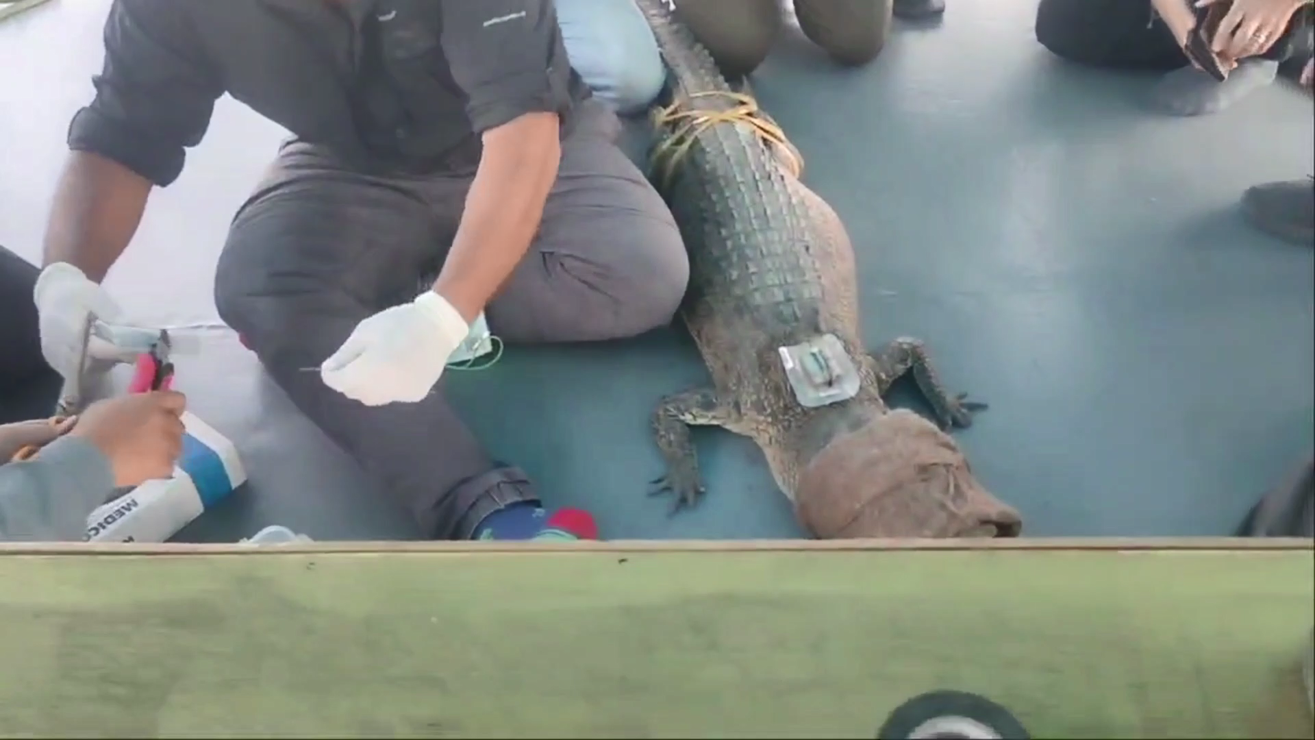 thumbnail_Sundarban_crocodiles-2