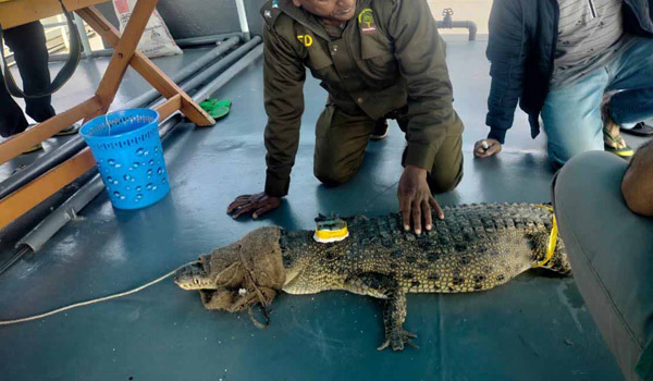 thumbnail_Sundarban_crocodiles-3