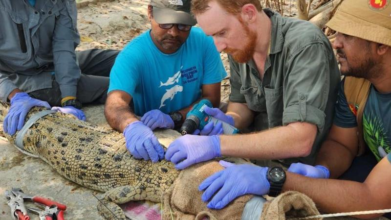 thumbnail_Sundarban_crocodiles-5