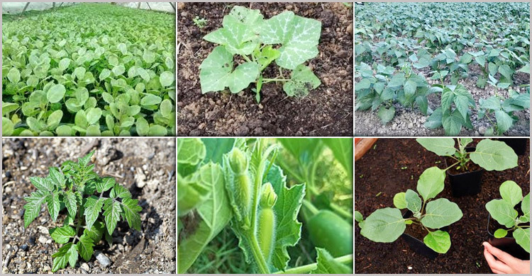 ভাদ্র_মাস ভাদ্র_মাস