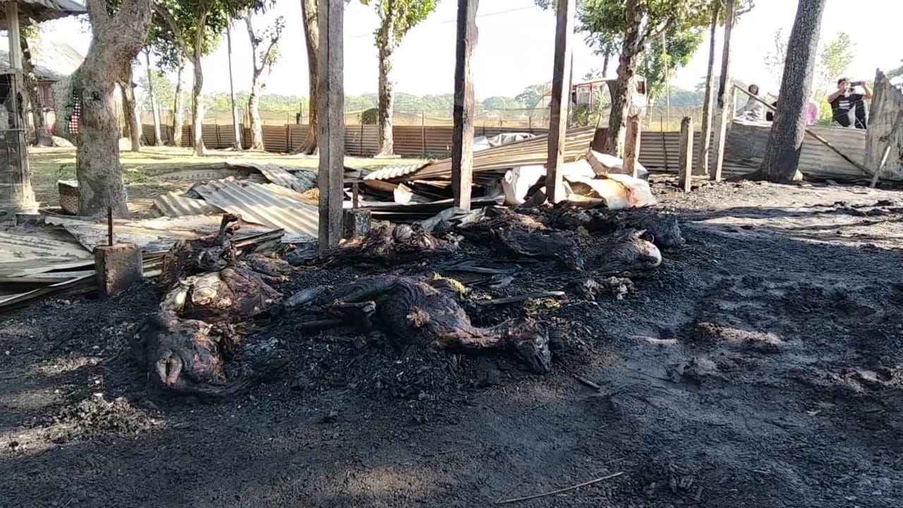 নেত্রকোনায় খামারে আগুন, ২৯ ছাগল পুড়ে মৃত্যু