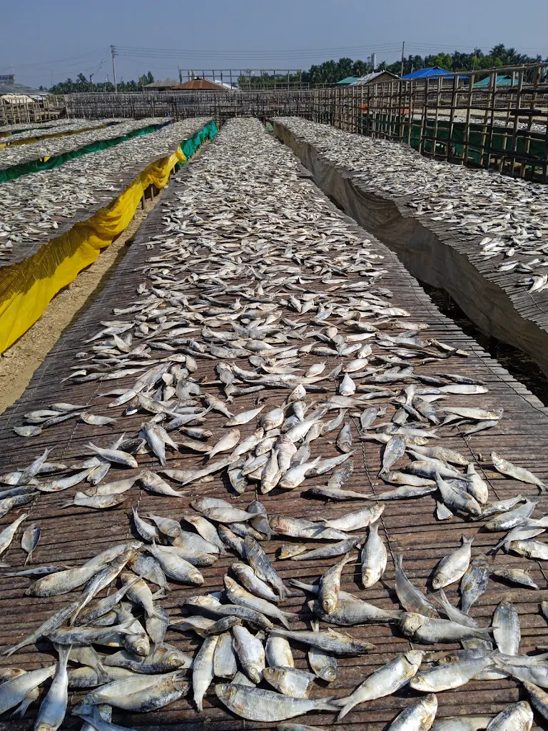 1000247891 1000247891