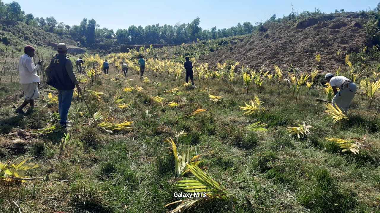 কক্সবাজারে ২০ একর বনভূমি পুনরুদ্ধার