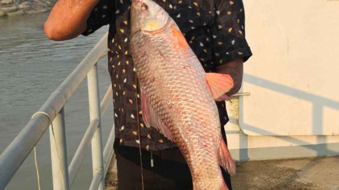 পদ্মায় জেলের জালে ধরা ৮ কেজির রুই, সাড়ে ১৭ হাজারে বিক্রি