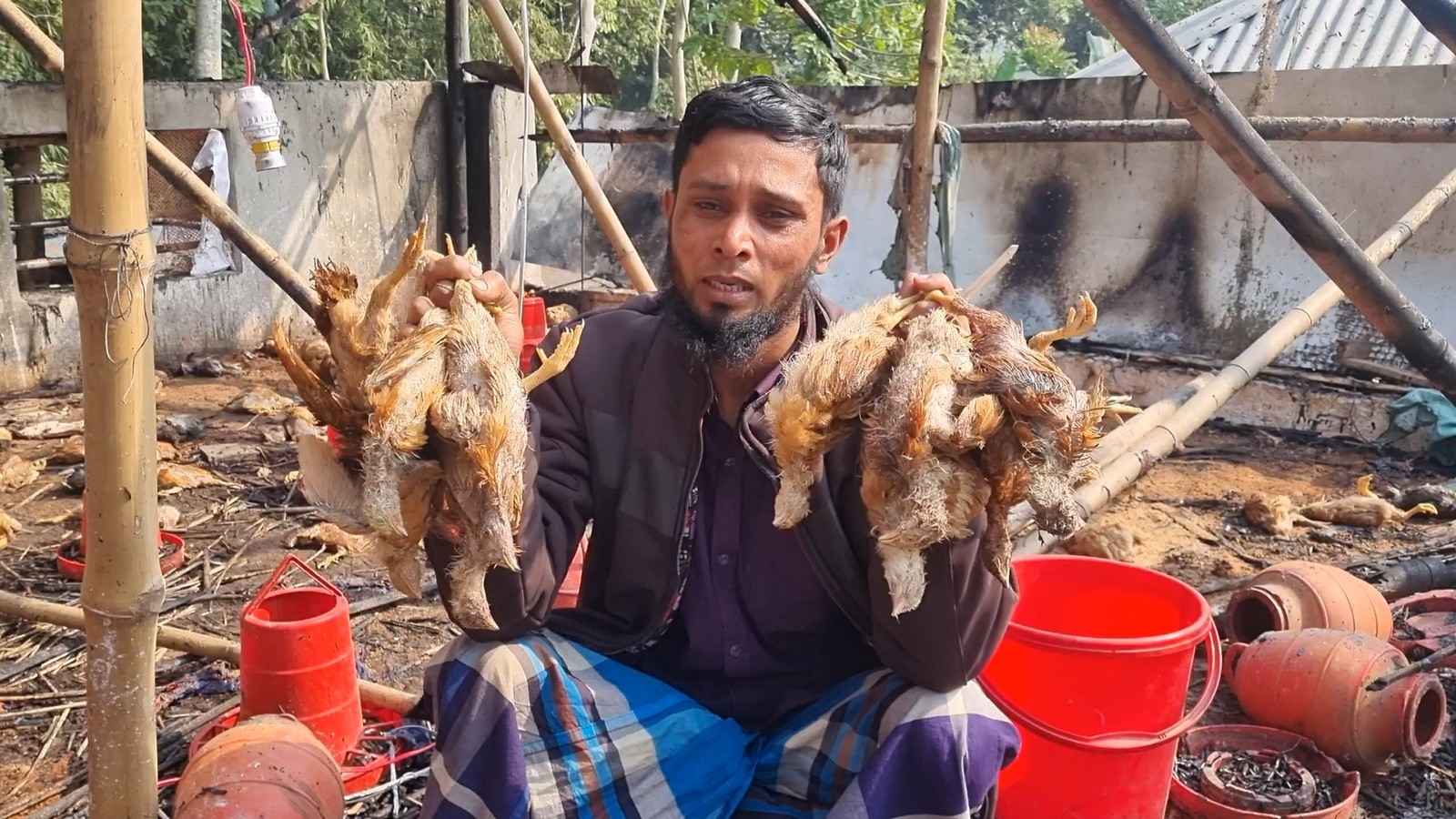 দুর্বৃত্তদের আগুনে পুড়ল খামারের তিন হাজার মুরগি