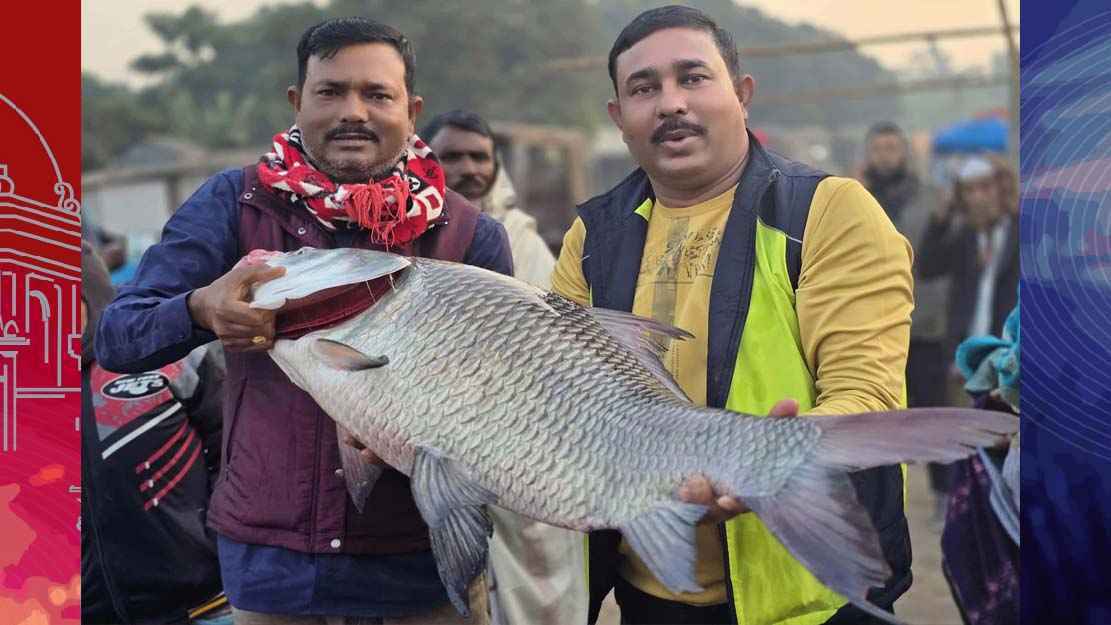 পদ্মায় জেলের জালে সাড়ে ১৫ কেজির কাতল