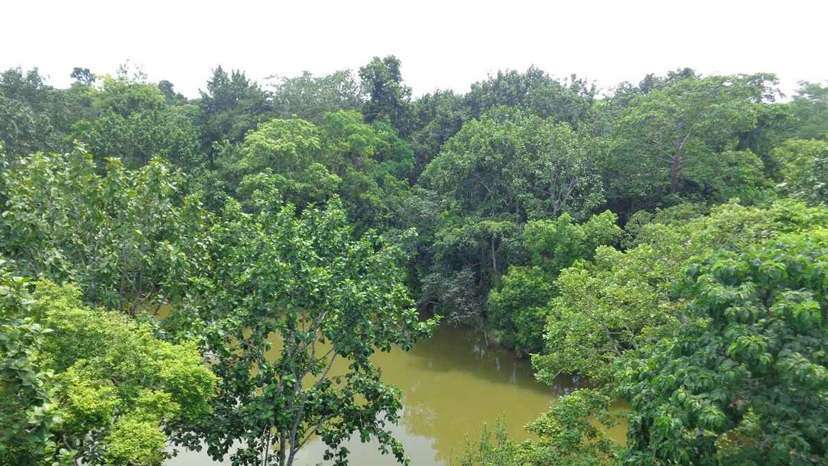 চুনারুঘাটে বনরক্ষীদের সঙ্গে গাছচোরদের গোলাগুলির ঘটনায় মামলা