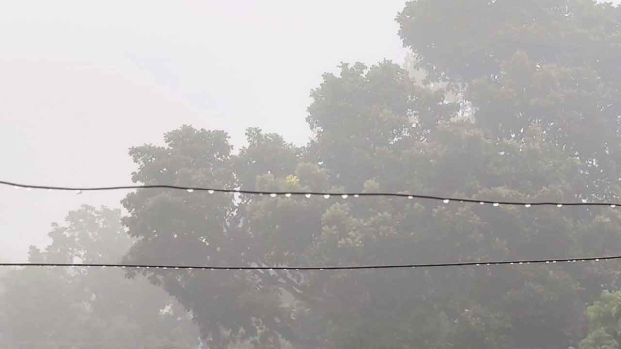 ঠাকুরগাঁওয়ে বৃষ্টির মতো ঝরছে কুয়াশা, শীতে বিপর্যস্ত জনজীবন