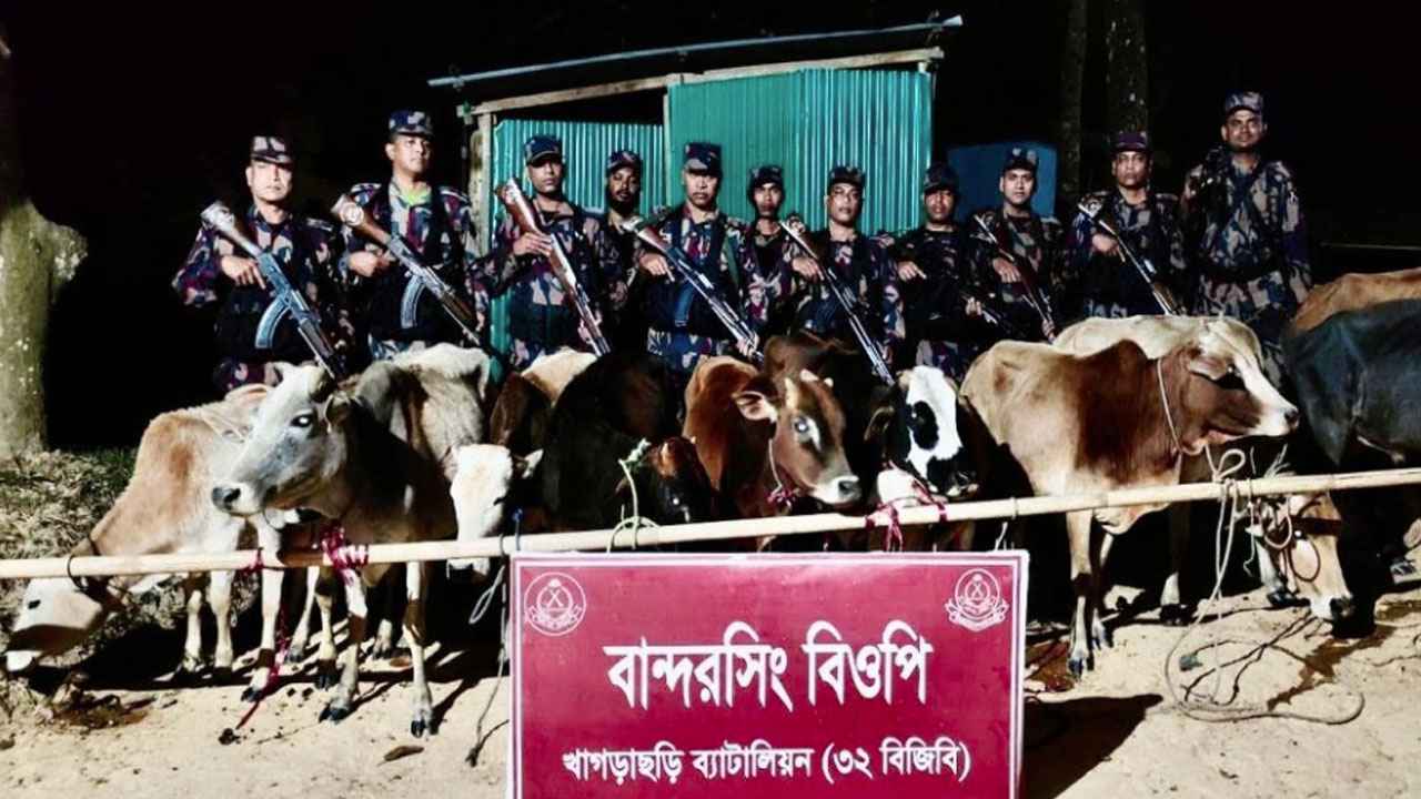 খাগড়াছড়িতে বিজিবির অভিযানে ১২ ভারতীয় গরু জব্দ