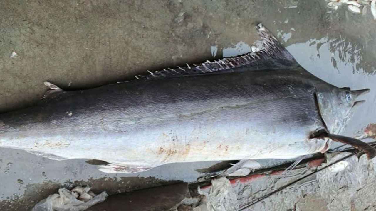 পটুয়াখালীতে জেলের জালে ৮০ কেজির পাখি মাছ