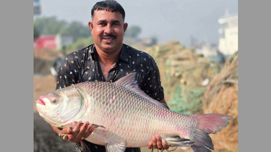 পদ্মায় জেলের জালে ৩৫ কেজির কাতল