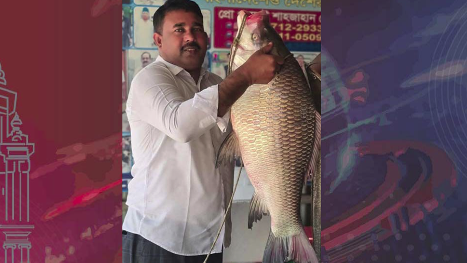 পদ্মায় জেলের জালে ১৮ কেজির কাতলা