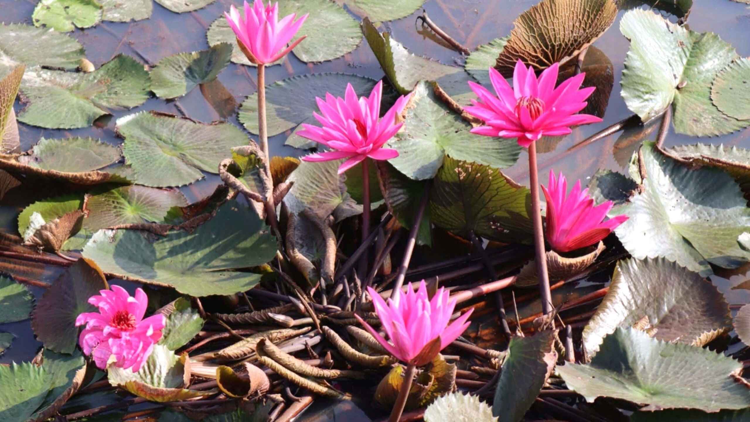 শাপলা ফুল