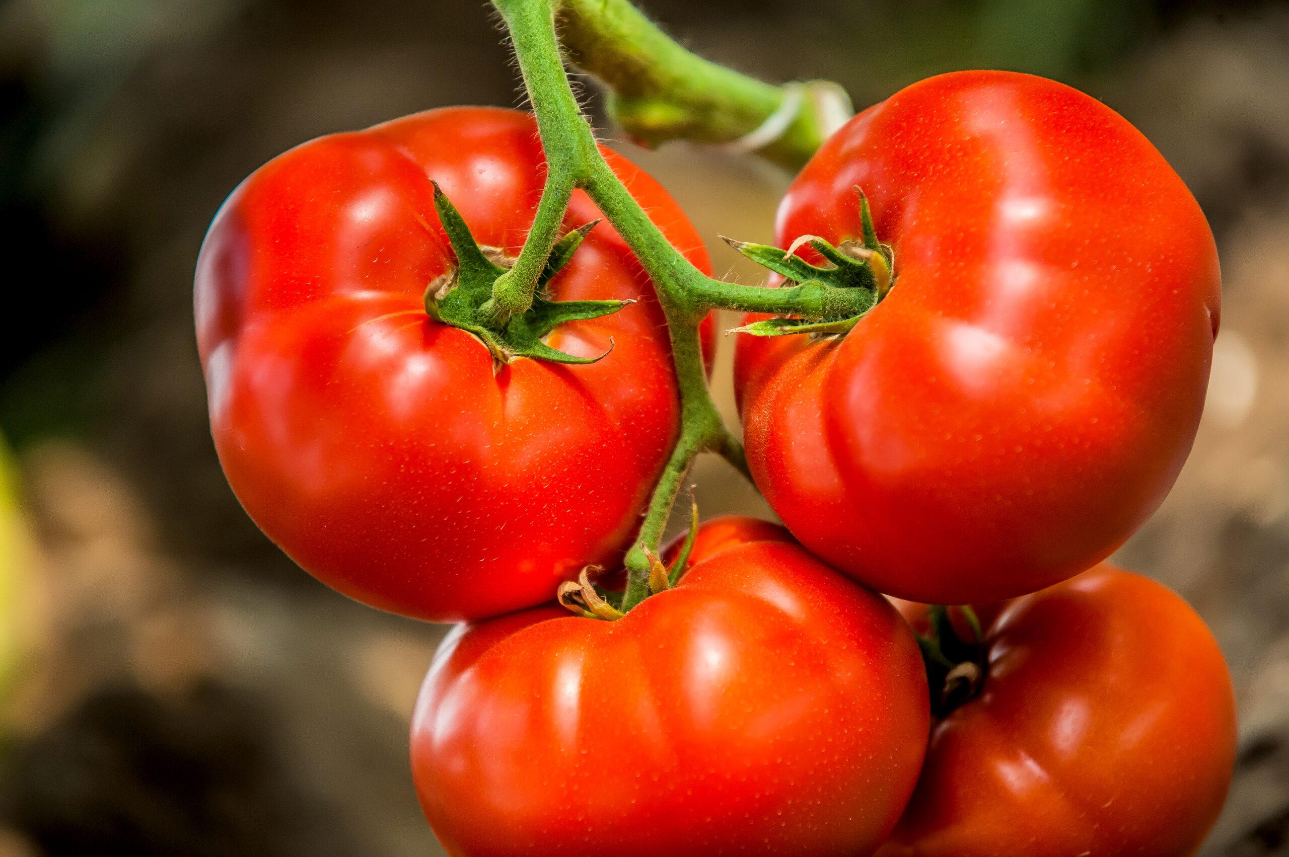 TOMATOES-RED-RIPE-VINE-SS-1-scaled