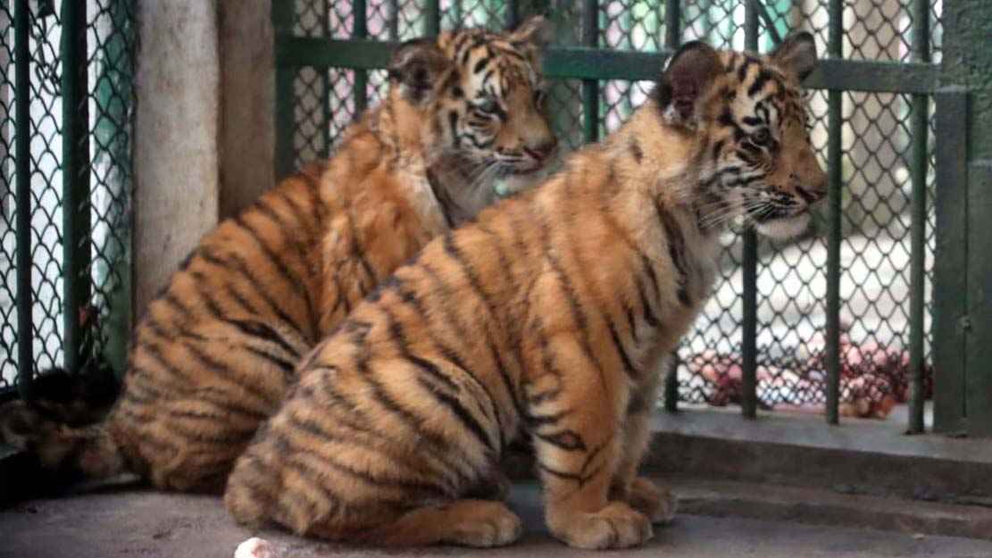 রংপুর চিড়িয়াখানায় বাঘের দুই ছানা রাজা-রানী দেখতে দর্শনার্থীর ভিড়