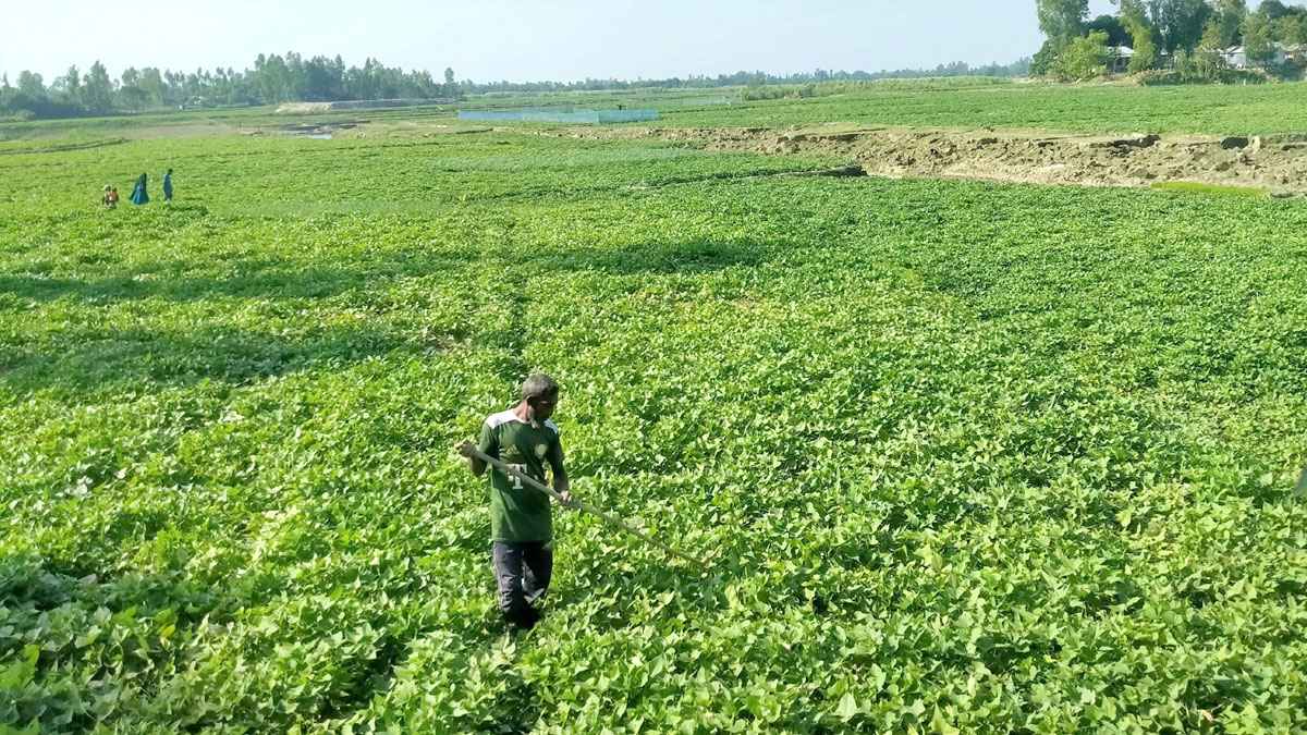 অনাবাদি জমিতে এখন মিষ্টি আলুর সমাহার