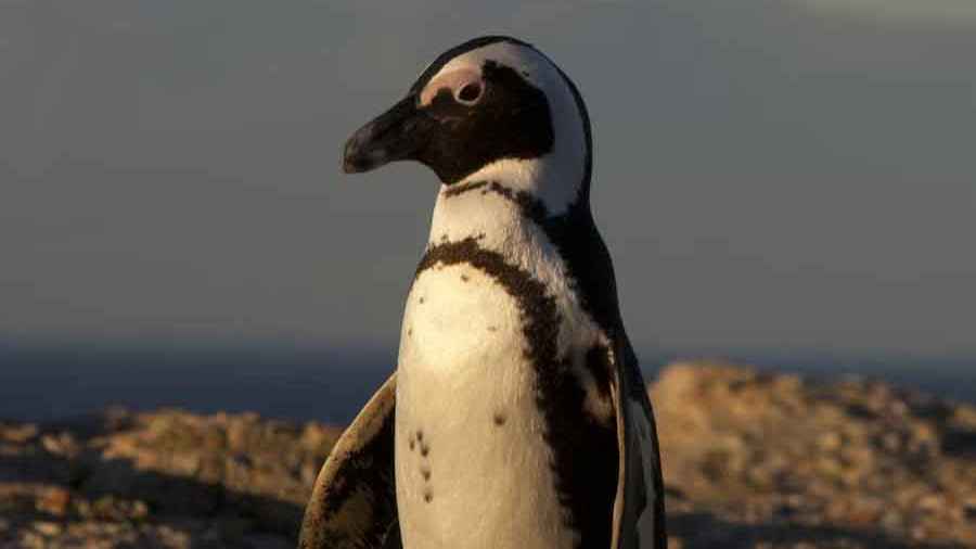 দক্ষিণ আফ্রিকার উপকূলে ৬০ হাজার পেঙ্গুইনের মৃত্যু