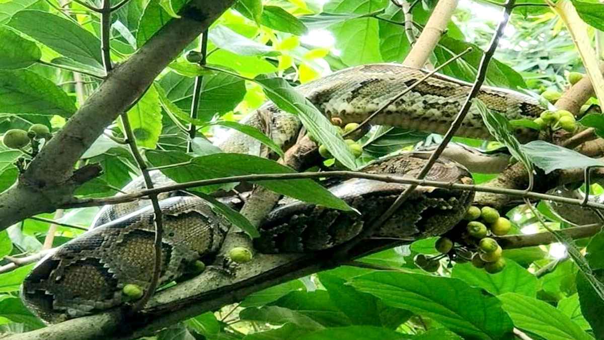 কুড়িগ্রামে গাছের ডালে ৯ ফুট লম্বা অজগর