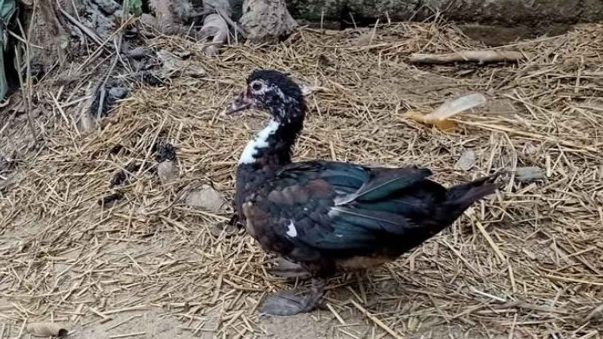 কিস্তির টাকা না পেয়ে গৃহস্থের হাঁস নিয়ে গেলেন এনজিও কর্মী