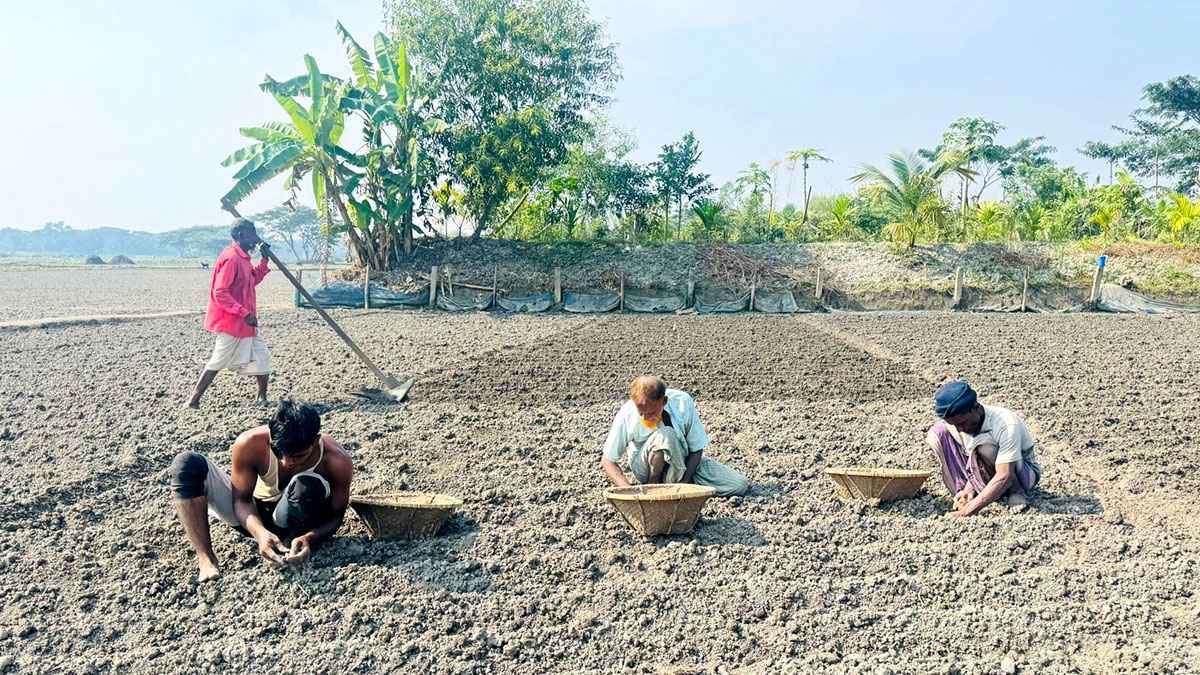 চাঁদপুরে আলু বপনে ব্যস্ততা, লক্ষ্যমাত্রা ৭ হাজার হেক্টর