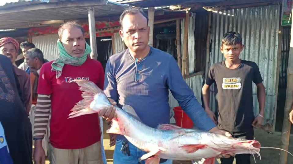 লঙ্গণ নদী থেকে ধরা পরল সাড়ে ১০ কেজির আইড় মাছ 