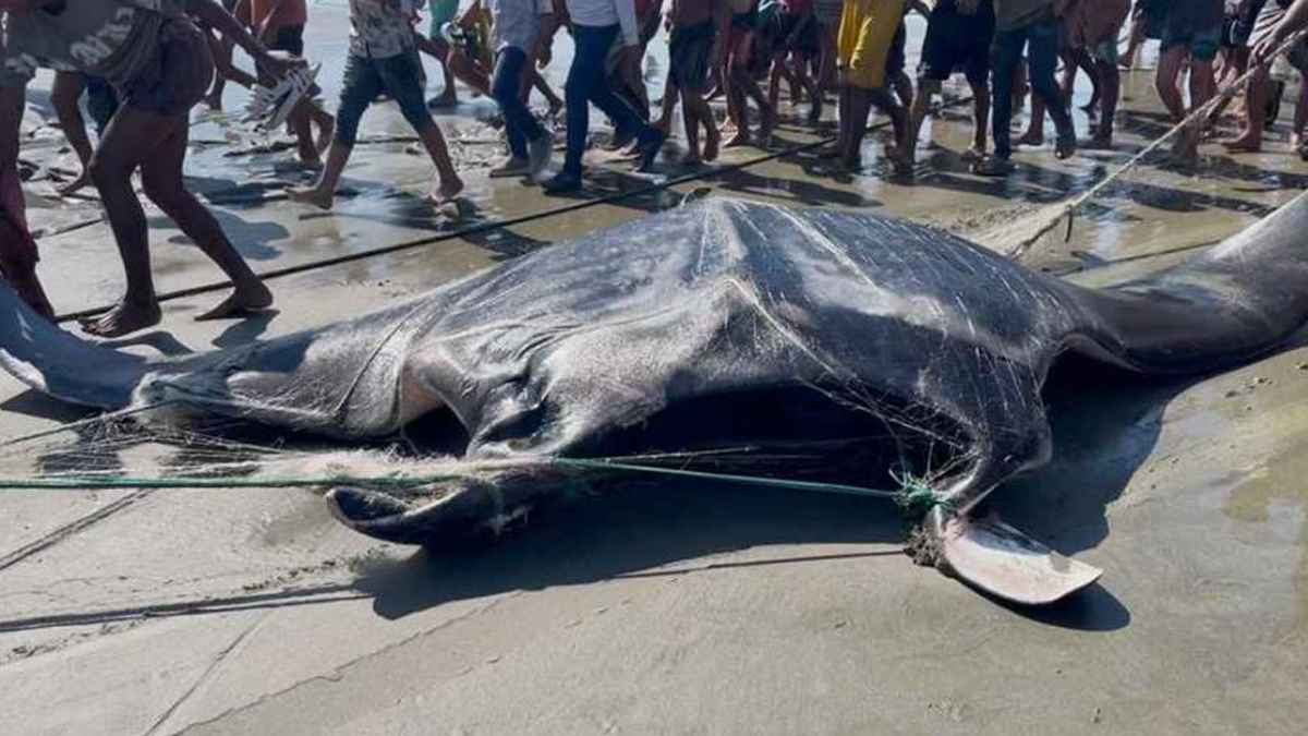 কক্সবাজারে ধরা পড়ল ১৫ মণ ওজনের শাপলাপাতা মাছ