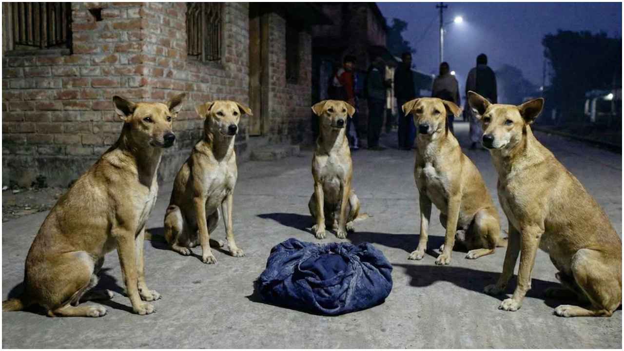 রাস্তায় নবজাতককে রাতভর পাহারা দিলো একদল কুকুর