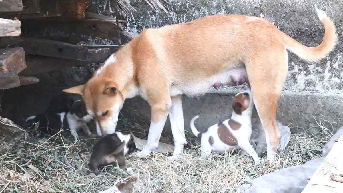 নতুন চার ছানা পেয়ে আনন্দে আত্মহারা ‘লালটু’