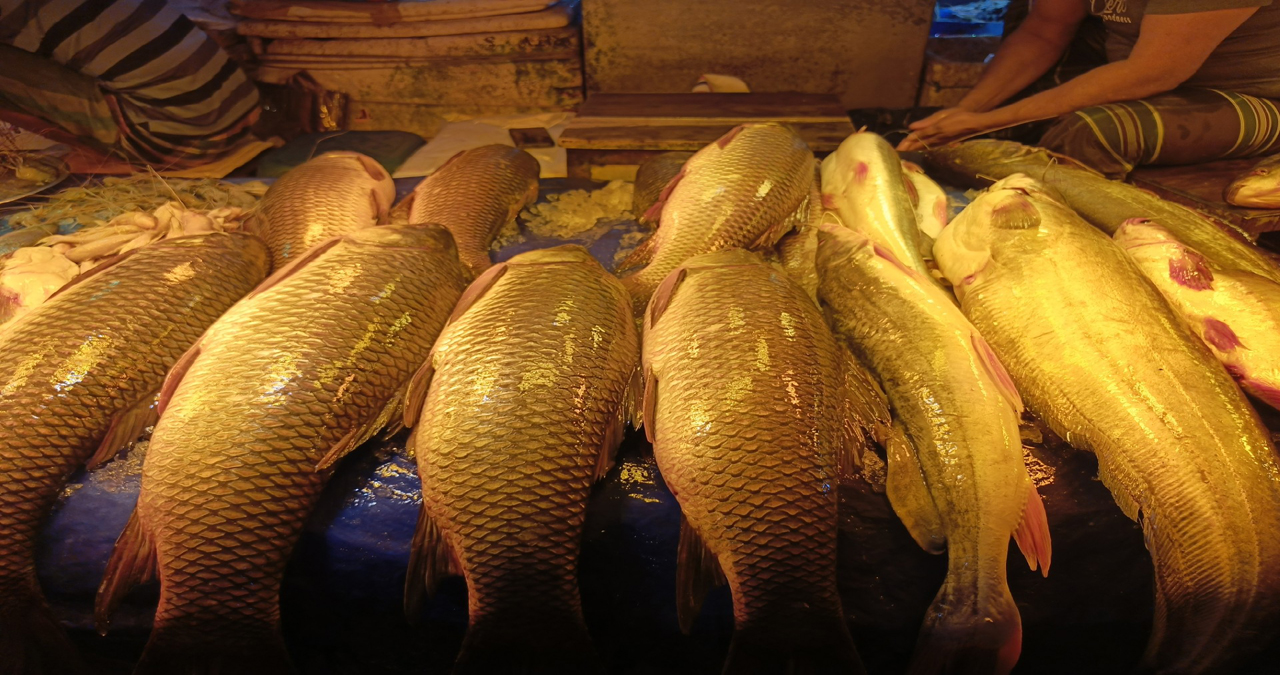fish-dhaka-mail-8