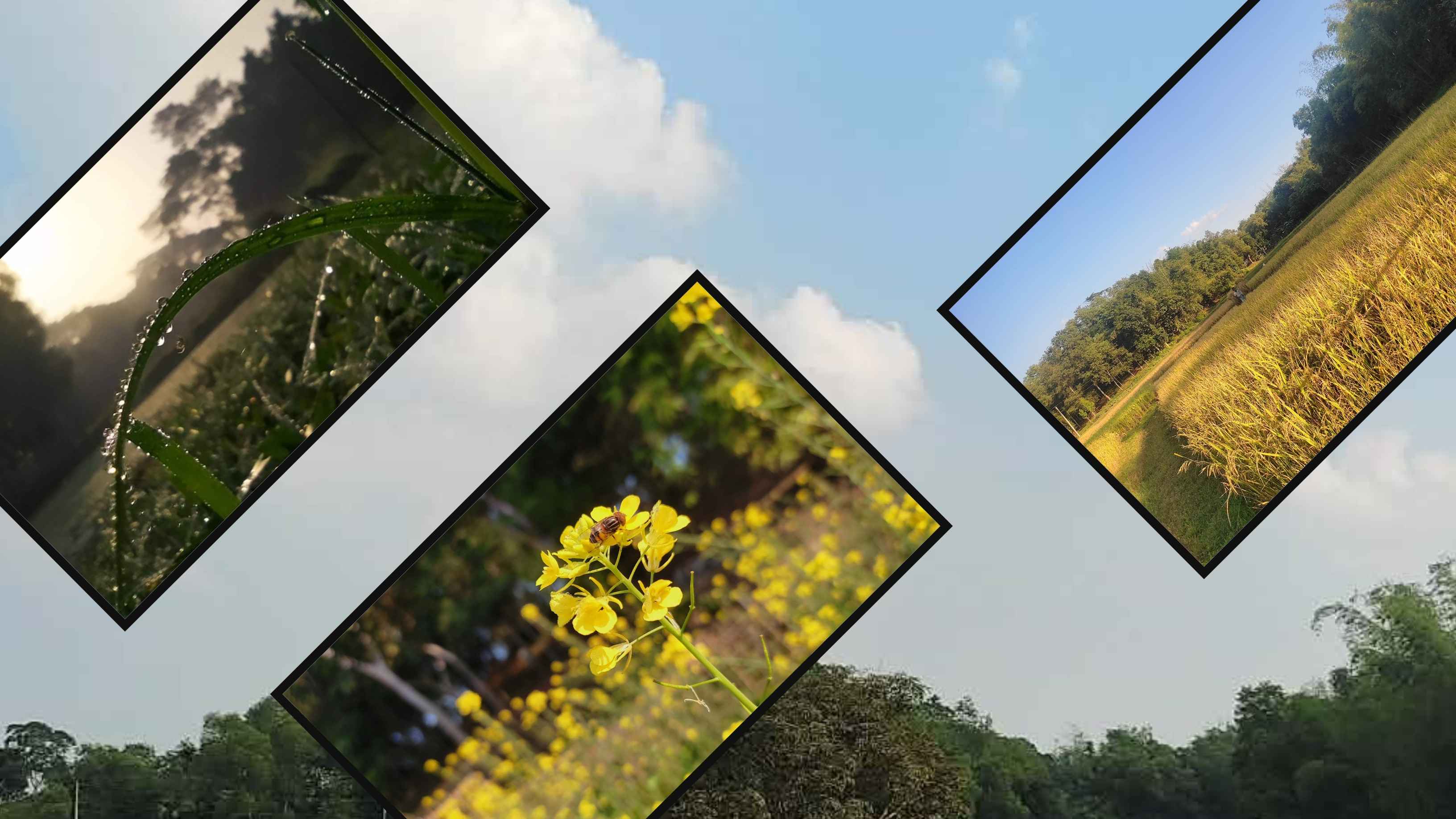 হেমন্তের যে রূপ ছড়াচ্ছে মুগ্ধতা! (ফটো ফিচার) 