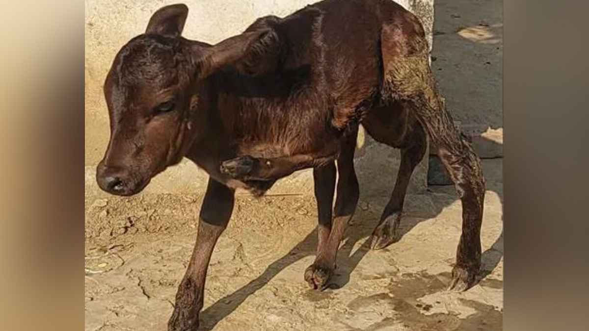 যশোরে ৬ পা বিশিষ্ট বাছুরের জন্ম, দেখতে উৎসুক জনতার ভিড়