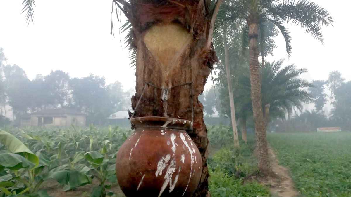খেজুরগাছের মাথায় টুপটাপ রস, বাগানে দর্শনার্থীদের ভিড়
