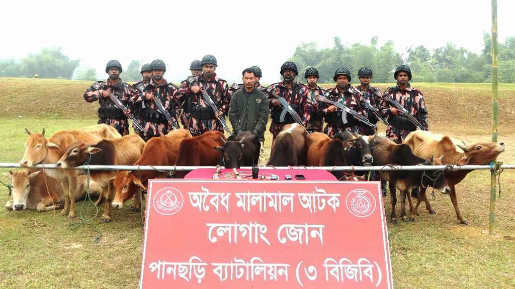 পানছড়িতে ১১টি ভারতীয় গরুসহ আটক ১
