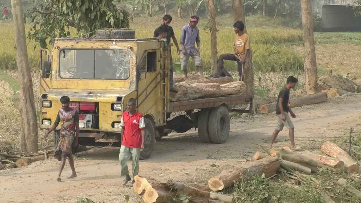 সড়ক প্রশস্তকরণের নামে কাটা হচ্ছে ৫ শতাধিক অর্জুন গাছ