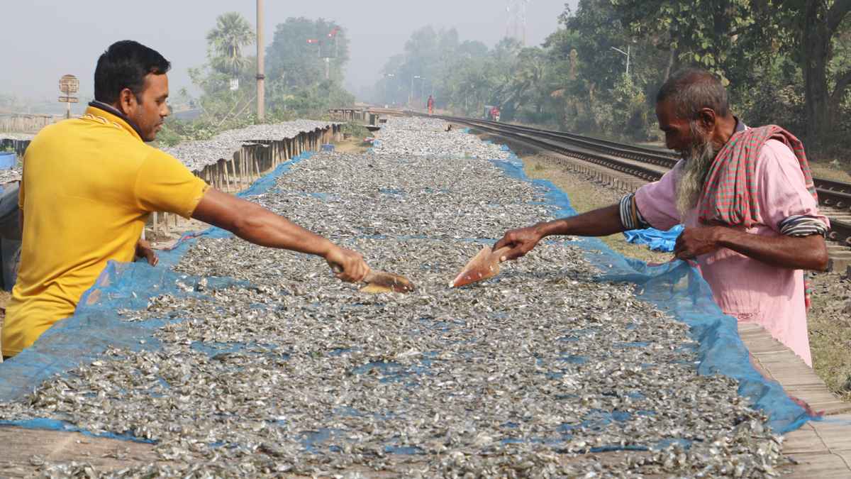 দেশি মাছের অভাব, ভাটা পড়েছে শুঁটকি উৎপাদনে